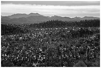 Cactus and Table Top Mountain. Sonoran Desert National Monument, Arizona, USA ( black and white)