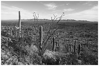 Ocotillo, bajada with dense Saguaro forest, South Maricopa Mountains. Sonoran Desert National Monument, Arizona, USA ( black and white)