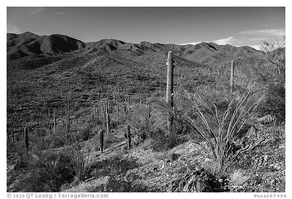Sand Tank Mountains. Sonoran Desert National Monument, Arizona, USA (black and white)