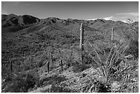 Sand Tank Mountains. Sonoran Desert National Monument, Arizona, USA ( black and white)