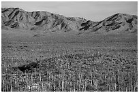 Plain with dense stands of Saguaro cactus and South Maricopa Mountains. Sonoran Desert National Monument, Arizona, USA ( black and white)