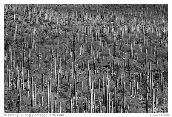 Dense concentration of Giant Saguaro cactus. Sonoran Desert National Monument, Arizona, USA