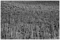 Dense concentration of Giant Saguaro cactus. Sonoran Desert National Monument, Arizona, USA ( black and white)