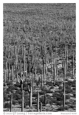 Giant Saguaro cactus forest. Sonoran Desert National Monument, Arizona, USA