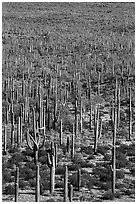 Giant Saguaro cactus forest. Sonoran Desert National Monument, Arizona, USA ( black and white)
