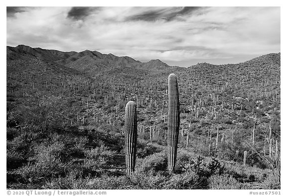 Sand Tank Mountains slopes covered with Saguaro cactus. Sonoran Desert National Monument, Arizona, USA (black and white)