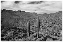 Sand Tank Mountains slopes covered with Saguaro cactus. Sonoran Desert National Monument, Arizona, USA ( black and white)
