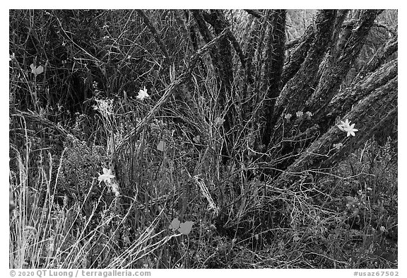 Poppies, blue flowers, and cactus skeleton. Sonoran Desert National Monument, Arizona, USA (black and white)