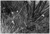 Poppies, blue flowers, and cactus skeleton. Sonoran Desert National Monument, Arizona, USA ( black and white)