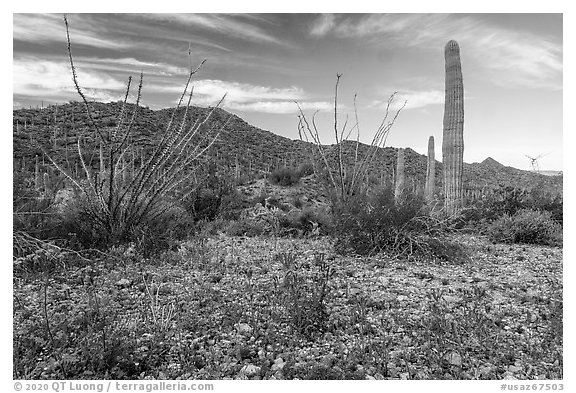 Phacelia, Ocotillo, Sand Tank Mountains. Sonoran Desert National Monument, Arizona, USA