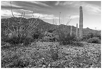 Phacelia, Ocotillo, Sand Tank Mountains. Sonoran Desert National Monument, Arizona, USA ( black and white)