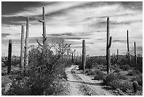 Narrow road through Sand Tank Mountains. Sonoran Desert National Monument, Arizona, USA ( black and white)