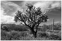 Buckhorn Cholla Cactus and Sand Tank Mountains. Sonoran Desert National Monument, Arizona, USA ( black and white)