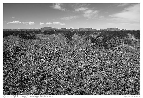 Desert Marigold, Vekol Valley. Sonoran Desert National Monument, Arizona, USA (black and white)