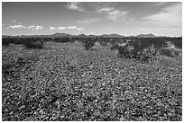 Desert Marigold, Vekol Valley. Sonoran Desert National Monument, Arizona, USA ( black and white)