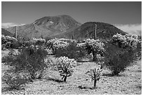 Cholla Cacti and Table Top Mountain. Sonoran Desert National Monument, Arizona, USA ( black and white)
