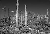 Brittlebush in bloom, Saguaro and Table Top Mountain. Sonoran Desert National Monument, Arizona, USA ( black and white)