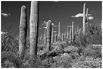 Saguaro cactus forest in springtime. Sonoran Desert National Monument, Arizona, USA ( black and white)
