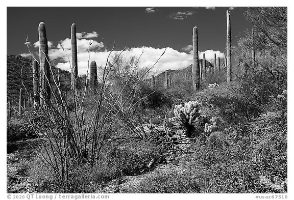 Sonoran Desert in bloom. Sonoran Desert National Monument, Arizona, USA (black and white)