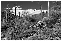 Sonoran Desert in bloom. Sonoran Desert National Monument, Arizona, USA ( black and white)