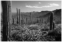 Cactus and Vekol Mountains. Sonoran Desert National Monument, Arizona, USA ( black and white)