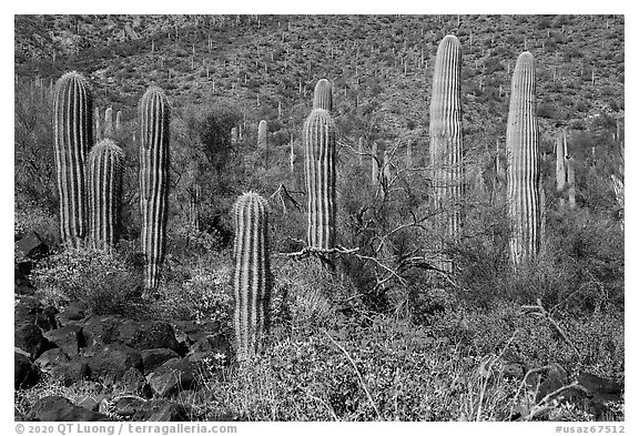 Cluster of young Saguaro cacti in the spring. Sonoran Desert National Monument, Arizona, USA