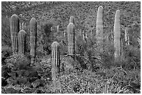 Cluster of young Saguaro cacti in the spring. Sonoran Desert National Monument, Arizona, USA ( black and white)