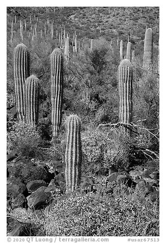 Young Saguaro cacti in springtime. Sonoran Desert National Monument, Arizona, USA