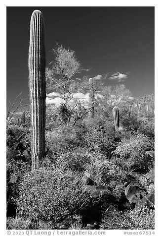 Blooming Brittlebush, Palo Verde and Saguaro Cactus. Sonoran Desert National Monument, Arizona, USA (black and white)