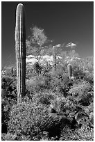 Blooming Brittlebush, Palo Verde and Saguaro Cactus. Sonoran Desert National Monument, Arizona, USA ( black and white)