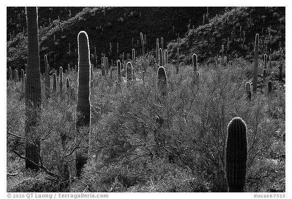 Cactus among dense Palo Verde on Table Top Mountain. Sonoran Desert National Monument, Arizona, USA