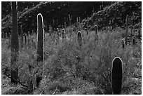 Cactus among dense Palo Verde on Table Top Mountain. Sonoran Desert National Monument, Arizona, USA ( black and white)