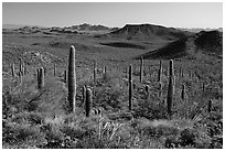 Vekol Mountains from Table Top Mountain. Sonoran Desert National Monument, Arizona, USA ( black and white)