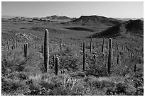 Vekol Mountains from Table Top Mountain. Sonoran Desert National Monument, Arizona, USA ( black and white)