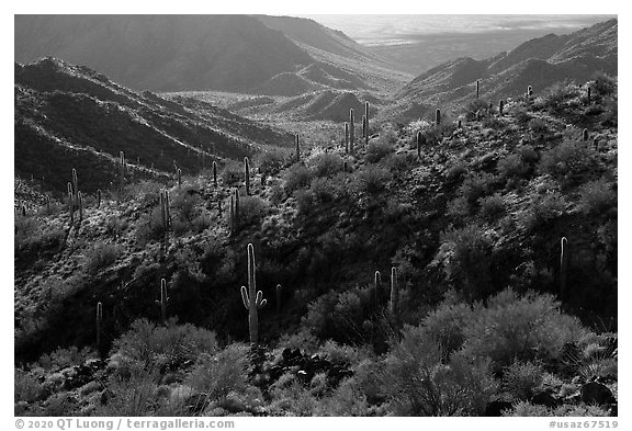 Ridge, Table Top Mountain Wilderness. Sonoran Desert National Monument, Arizona, USA (black and white)