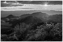 Sun and cactus high on Table Mountain. Sonoran Desert National Monument, Arizona, USA ( black and white)