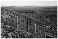 Table Mountain slopes with cactus. Sonoran Desert National Monument, Arizona, USA ( black and white)