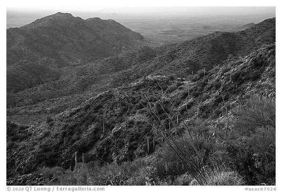 Ocotillo and slopes, Table Mountain. Sonoran Desert National Monument, Arizona, USA (black and white)