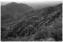Ocotillo and slopes, Table Mountain. Sonoran Desert National Monument, Arizona, USA ( black and white)