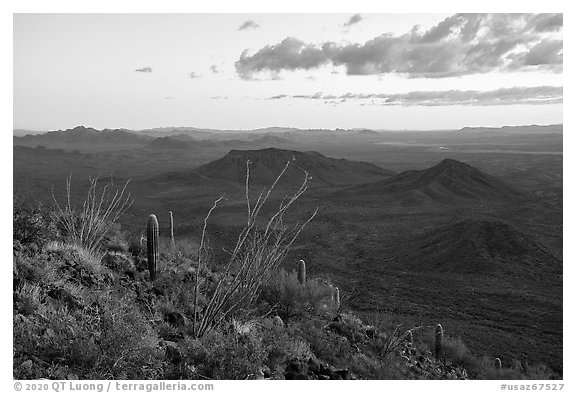 Ocotillo at sunset, Table Mountain Wilderness. Sonoran Desert National Monument, Arizona, USA (black and white)
