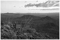 Ocotillo at sunset, Table Mountain Wilderness. Sonoran Desert National Monument, Arizona, USA ( black and white)