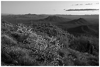 Cactus on Table Mountain at dusk. Sonoran Desert National Monument, Arizona, USA ( black and white)