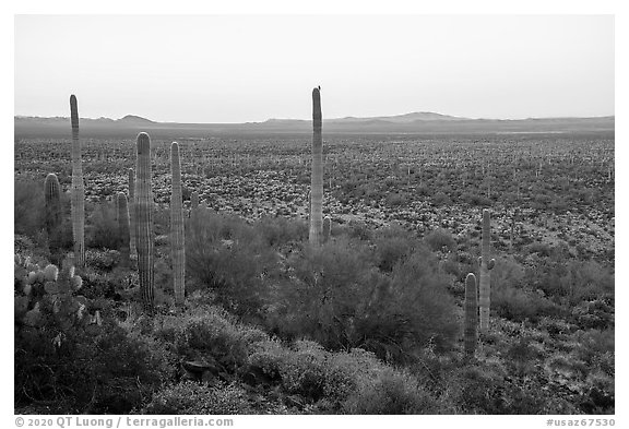 Cactus with bird on edge of Vekol Valley at dawn. Sonoran Desert National Monument, Arizona, USA (black and white)