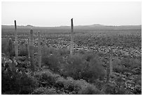 Cactus with bird on edge of Vekol Valley at dawn. Sonoran Desert National Monument, Arizona, USA ( black and white)