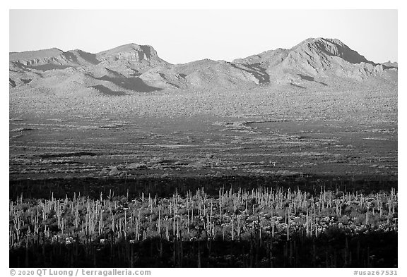 Sand Tank Mountains at sunrise above Vekol Valley. Sonoran Desert National Monument, Arizona, USA