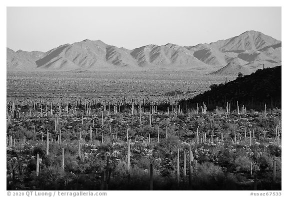 Dense cactus forest in Vekol Valley and Maricopa Mountains. Sonoran Desert National Monument, Arizona, USA (black and white)