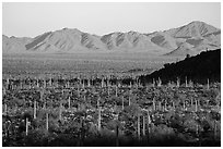 Dense cactus forest in Vekol Valley and Maricopa Mountains. Sonoran Desert National Monument, Arizona, USA ( black and white)