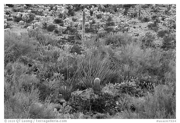 Sonoran desert vegetation. Sonoran Desert National Monument, Arizona, USA (black and white)