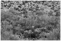 Sonoran desert vegetation. Sonoran Desert National Monument, Arizona, USA ( black and white)