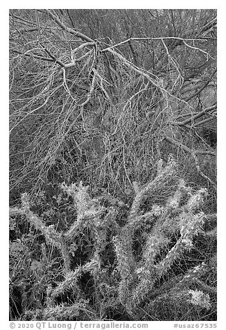 Cactus, Brittlebush flowers, and Palo Verde. Sonoran Desert National Monument, Arizona, USA (black and white)